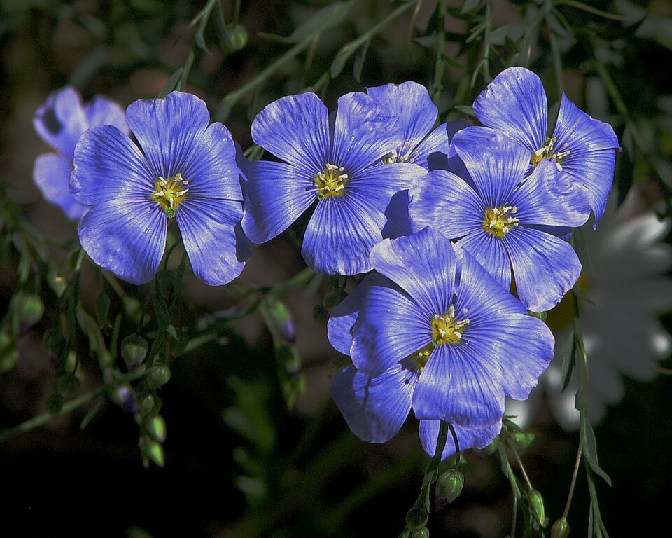 Blau blühende Flachsblüten im Feld
