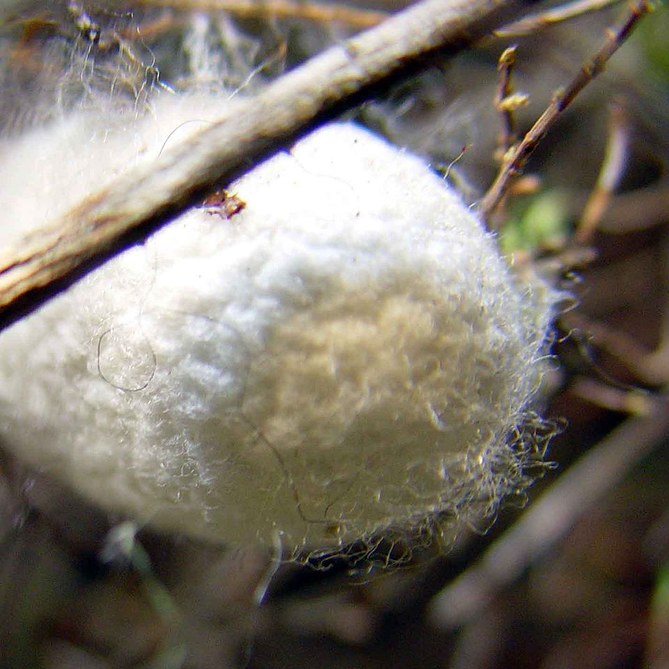 Cremefarbene Kokons der Seidenraupe Bombyx mori